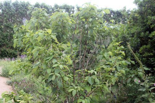 1 pterostyrax paris 23 juin 2012 320.jpg