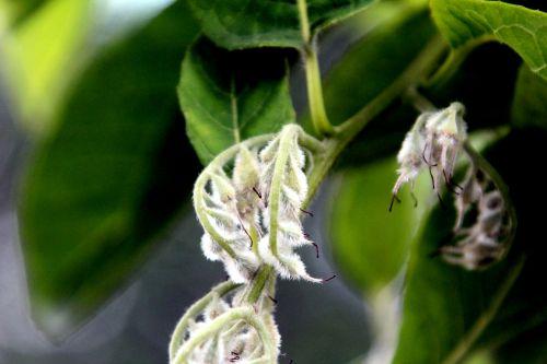 5 pterostyrax paris 23 juin 2012 327.jpg