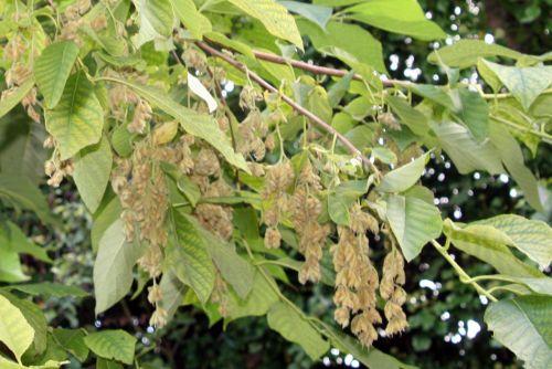 marnay 3 pterostyrax hisp rec 18 sept 2010 165.jpg