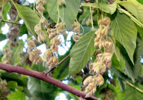 marnay 4 pterostyrax hisp détail 18 sept 2010 165.jpg