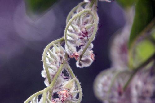 6 pterostyrax paris 23 juin 2012 326.jpg
