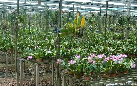 Visite d’une ferme d’orchidées dans la région de Ratchaburi, Thaïlande