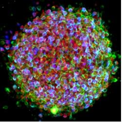 NEURO: Des chercheurs recréent des neurones à partir de cellules de peau – Cell Stem Cell