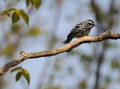 populations d’oiseaux Canada diminué