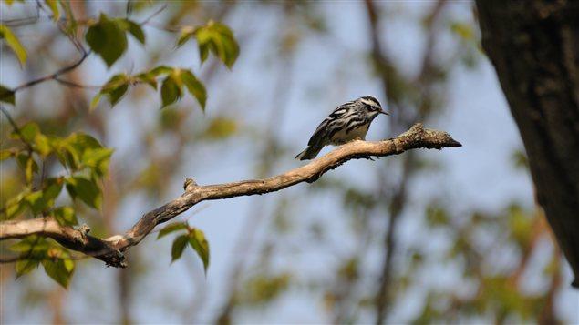 Paruline noir et blanc