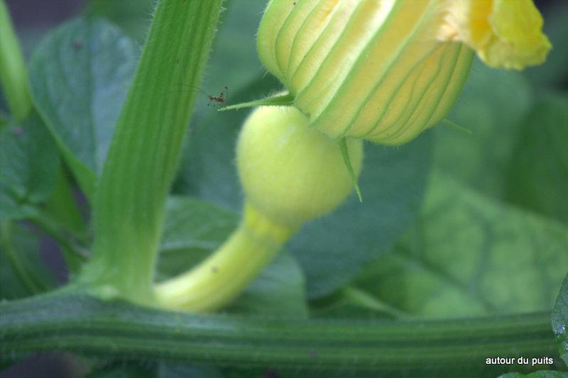 PREMIÈRES RÉCOLTES