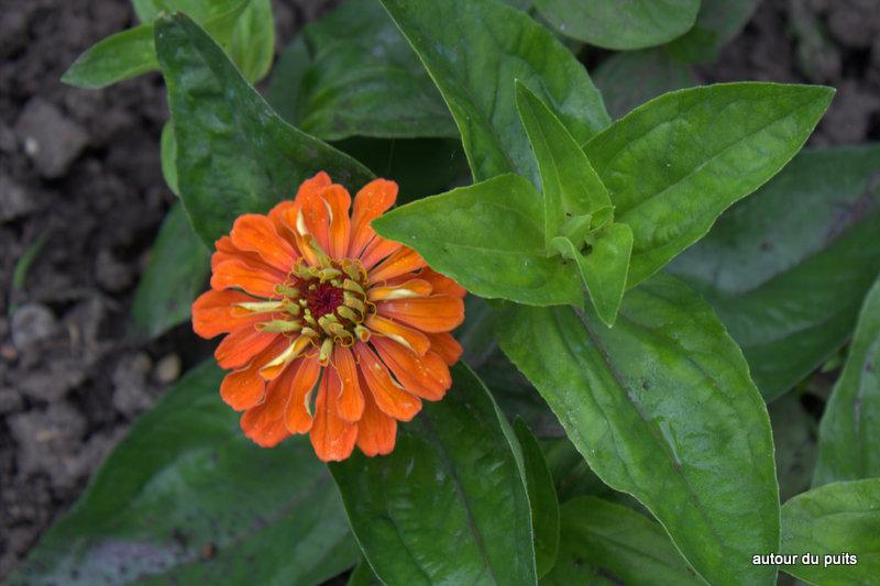 PREMIÈRES RÉCOLTES