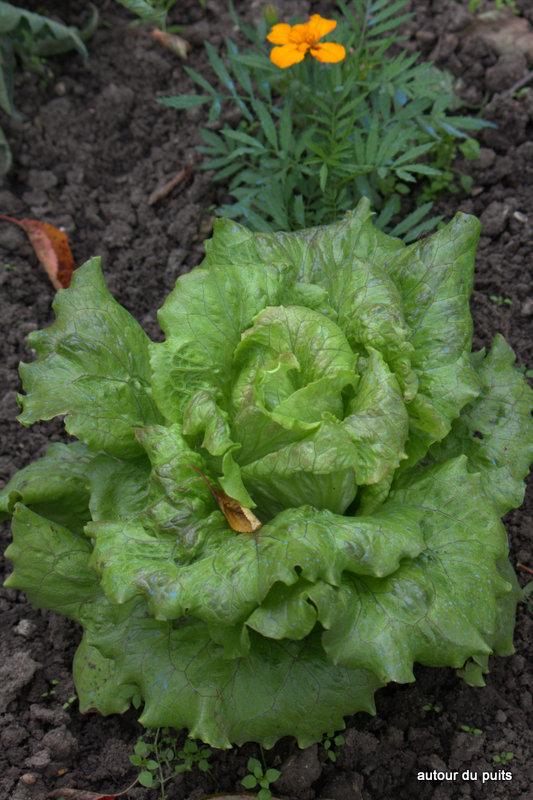 PREMIÈRES RÉCOLTES