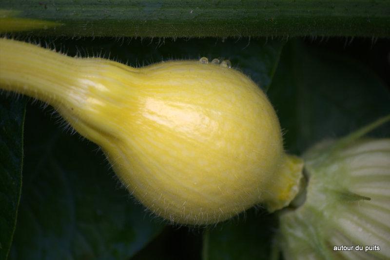 PREMIÈRES RÉCOLTES