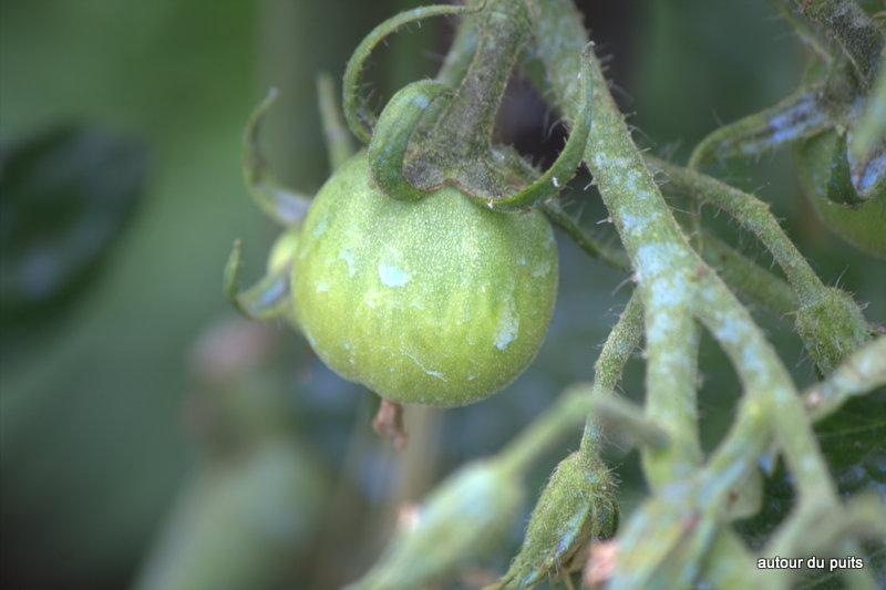 PREMIÈRES RÉCOLTES