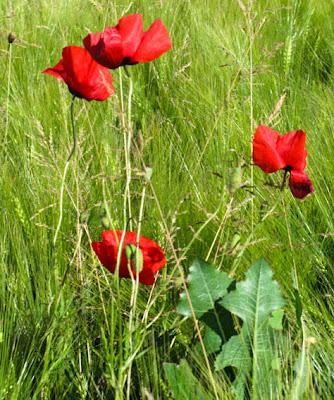 Rouge… Coquelicot, Mouron, Pivoine