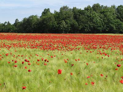 Rouge… Coquelicot, Mouron, Pivoine