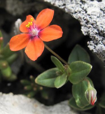 Rouge… Coquelicot, Mouron, Pivoine