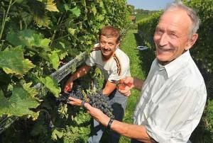 Comment récolter les raisins ?