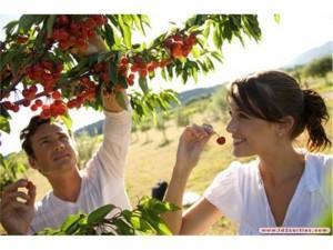 La cueillette des fruits