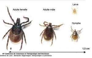 Maladie de LYME: La nouvelle pandémie insidieuse – Lyme Sans Frontières