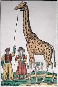 Et l’on « peigne la giraffe »… ZARAFA