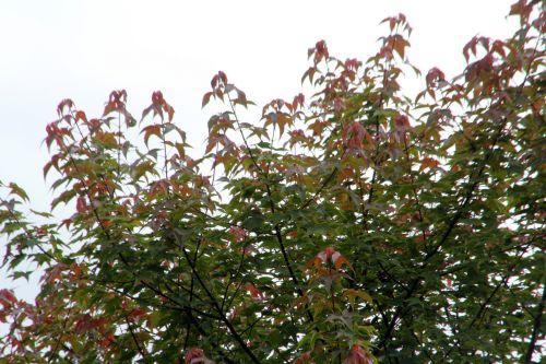 3 acer oliverianum 30 juin 2012 174.jpg