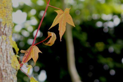 7 acer oliverianum 30 juin 2012 171.jpg