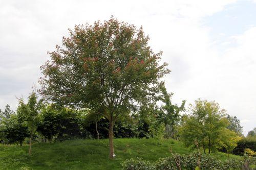 1 acer oliverianum 30 juin 2012 173.jpg