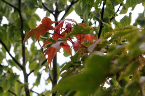 6 acer oliverianum 30 juin 2012 178.jpg