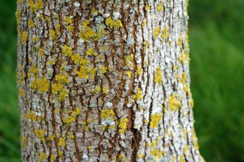 10 acer oliverianum 30 juin 2012 170.jpg