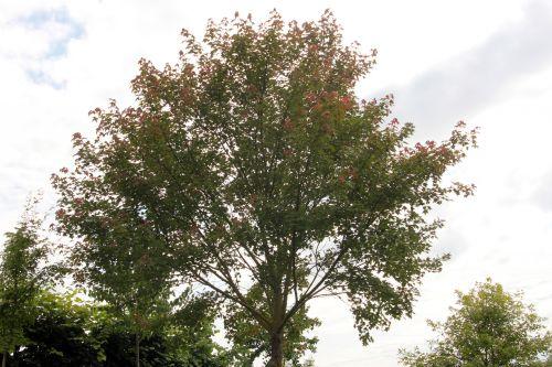 2 acer oliverianum 30 juin 2012 172.jpg