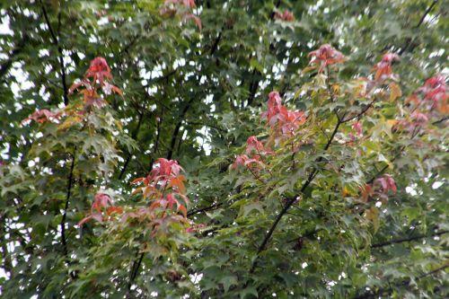 4 acer oliverianum 30 juin 2012 175.jpg