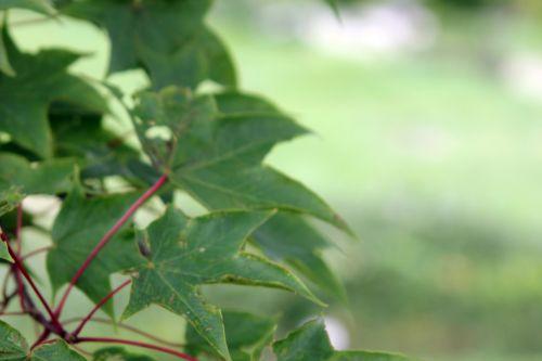 8 acer oliverianum 30 juin 2012 179.jpg