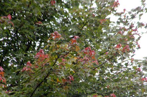 5 acer oliverianum 30 juin 2012 177.jpg