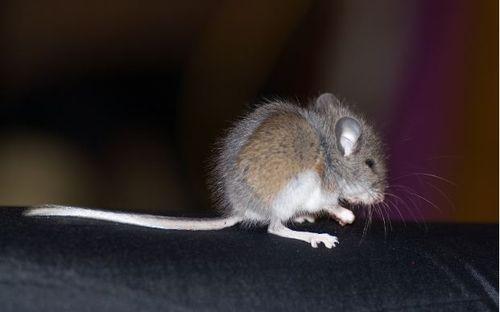 Petite souris