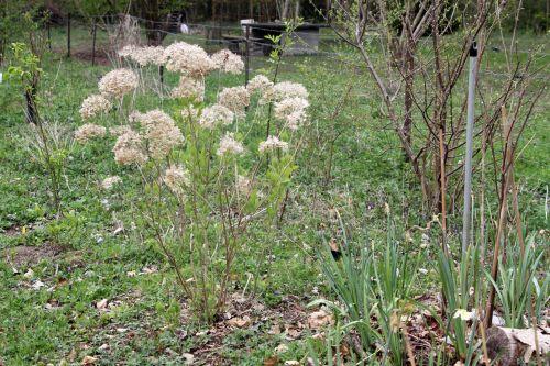 2 annabelle romi 13 avril 2012 028.jpg