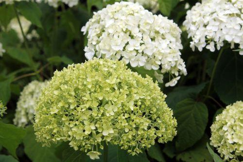 annabelle 30 juin 2012 041.jpg