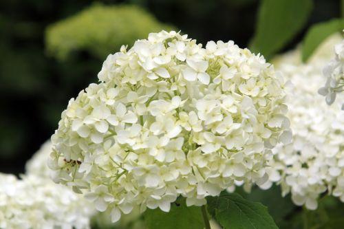 annabelle 30 juin 2012 039.jpg