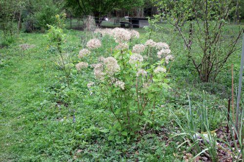 5 annabelle romi 28 avril 2012 102.jpg