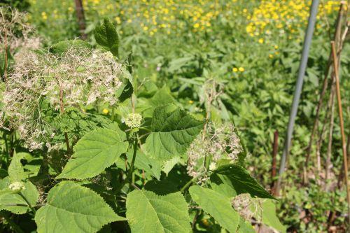 annabelle 26 mai 2012 002.jpg