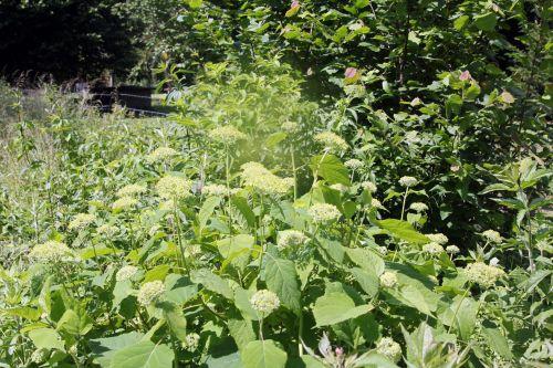 annabelle 27 romi 13 juin 2012 001 (160).jpg