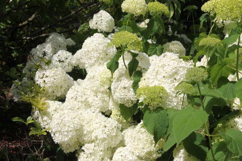 annabelle marnay 30 juin 2012 118.jpg