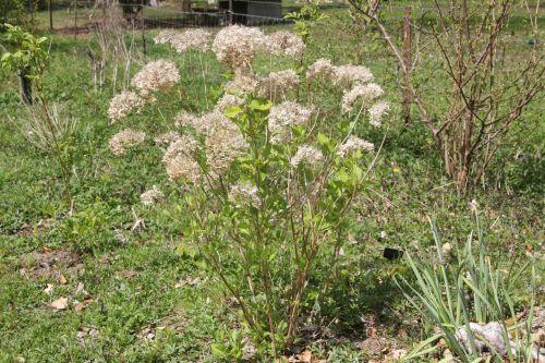 3 annabelle romi 20 avril 2012 065.jpg