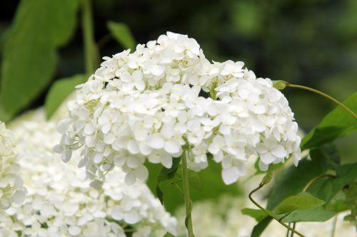 annabelle 30 juin 2012 040.jpg