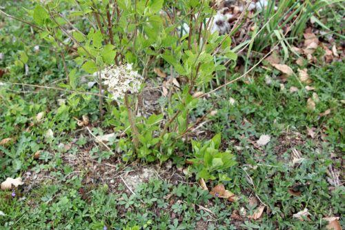 4 annabelle romi 20 avril 2012 149 (1).jpg