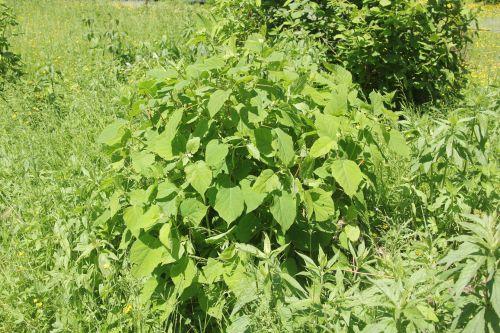 annabelle 26 mai 2012 003.jpg