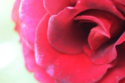 rose rose de bejaia