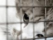 centaines d’animaux délaissés