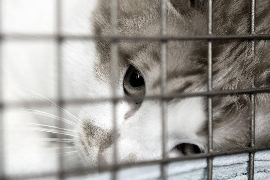 Des centaines d’animaux délaissés