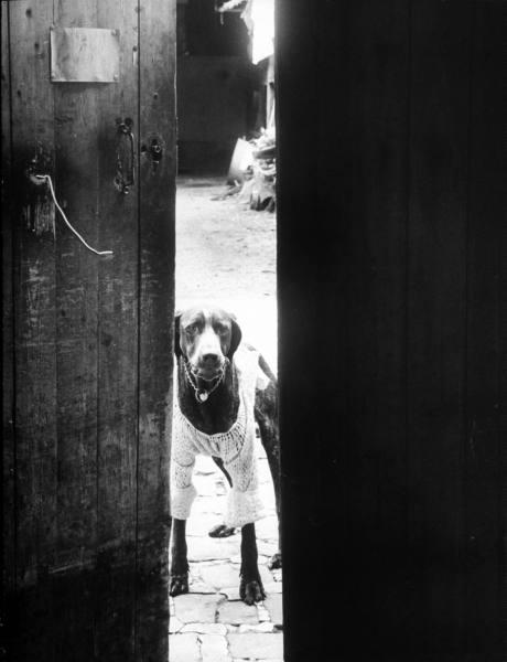 Alfred Eisenstaedt (1898-1995) The Parisians (les chiens parisiens)