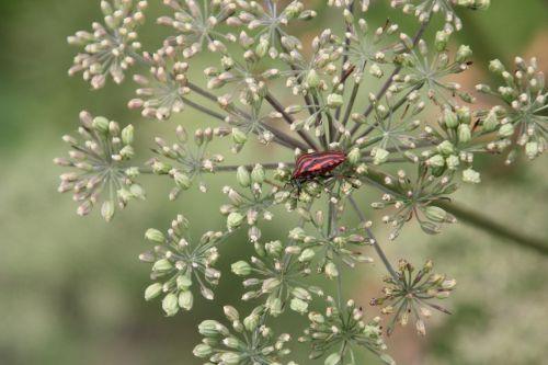 graphosoma 1 paris 23 juin 2012 264.jpg