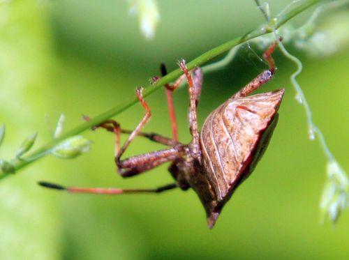 5 coreus dessous romi 30 mai 2012 056.jpg