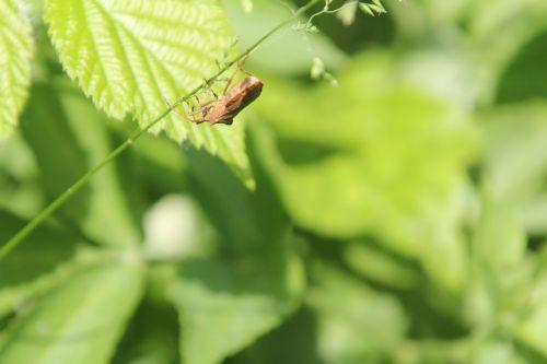 2 coreus romi 30 mai 2012 058.jpg