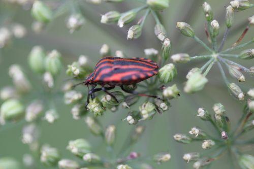 graphosoma 2 paris 23 juin 2012 269.jpg